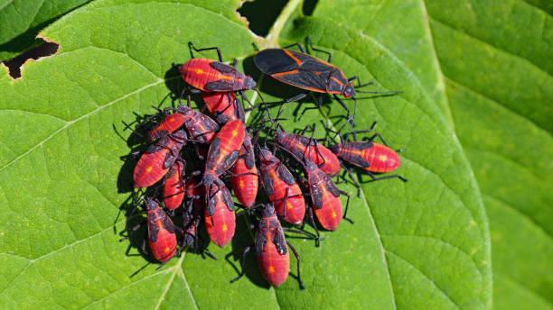 Cluster of red box elder bug nymphs and an adult on a green leaf