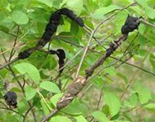 black knot fungus swellings on plum tree twigs