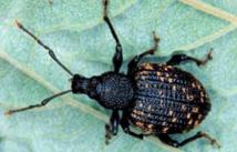 BLACK VINE WEEVIL