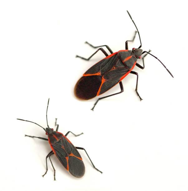 Two adult box elder bugs with black bodies and red-orange markings