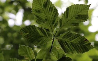 BEECH LEAF DISEASE