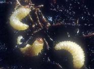 black vine weevil larvae in soil