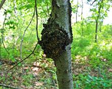 BLACK KNOT OF CHERRY